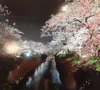 岸渡川堤の桜