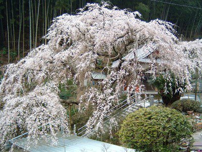 等覚寺の桜