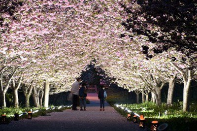 羅生門さくら公園の桜