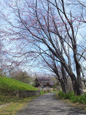 春採公園の桜