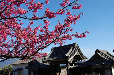 名勝 仙巌園の桜