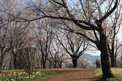 磯部桜川公園の桜
