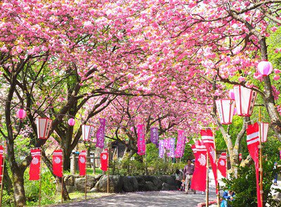 倶利伽羅県定公園の桜