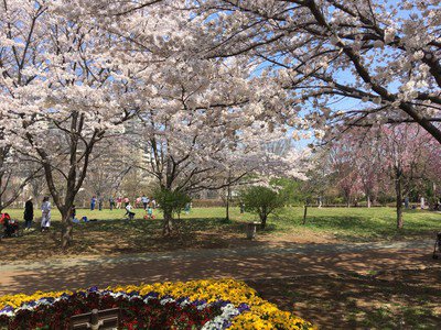 西東京いこいの森公園の桜