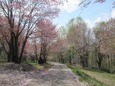 弥生公園の桜