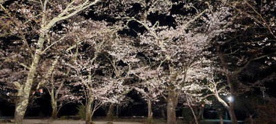 大滝峡自然公園の桜