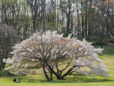 国営武蔵丘陵森林公園の桜