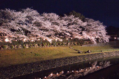 南楽園(外堀)の桜