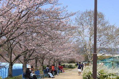 伊丹瑞ケ池公園の桜