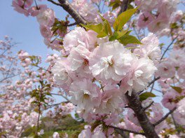 4月下旬まで大ぶりの花をつける里桜