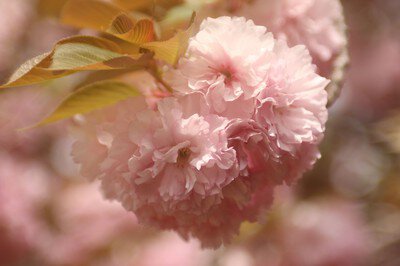 静峰ふるさと公園の桜