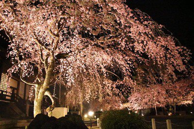 妙満寺の桜