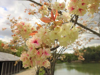 愛・地球博記念公園(モリコロパーク)の桜