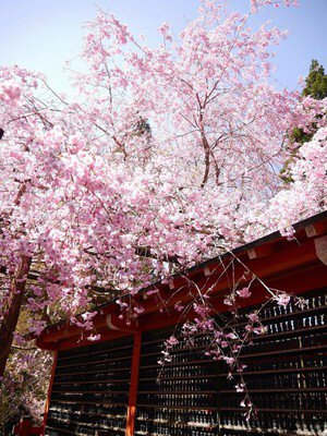 三千院門跡の桜