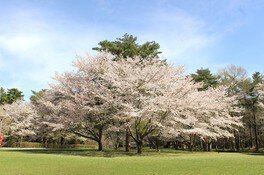 おまつり広場の桜