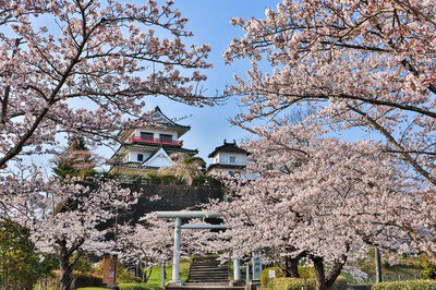 城山公園の桜(宮城県)