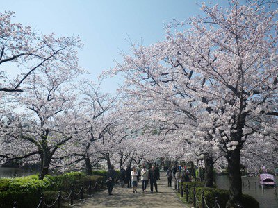 上野恩賜公園の桜