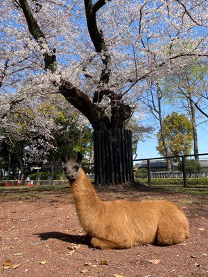 夢見ヶ崎動物公園の桜