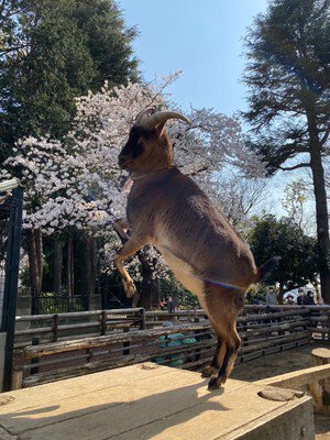 夢見ヶ崎動物公園の桜