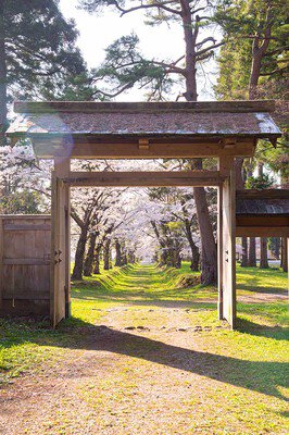 松前藩戸切地(へきりち)陣屋跡桜並木トンネル