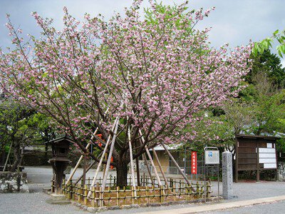 大村公園(大村神社)の桜