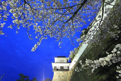大村公園(大村神社)の桜
