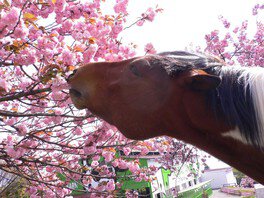 馬と桜