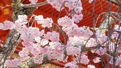 御室(仁和寺)の桜