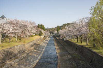 国立京都国際会館の桜