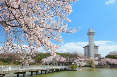 城山公園(愛知)の桜