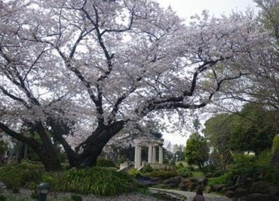 港の見える丘公園の桜