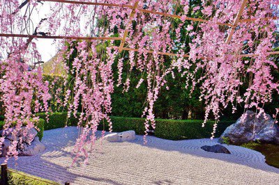 退蔵院(妙心寺山内)の桜