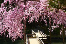 栄唱橋と八重紅枝垂桜