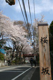 大正時代に植えられた桜にちなんで名づけられた桜坂