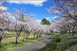 遊歩道の両脇を桜が彩る