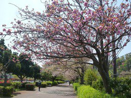 標準木一帯の桜並木