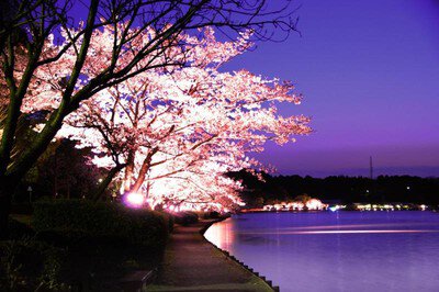 千波公園の桜