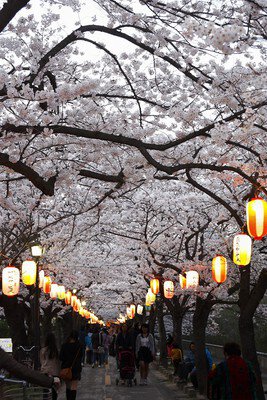 仙台堀川公園の桜