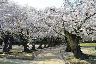 岡山後楽園の桜