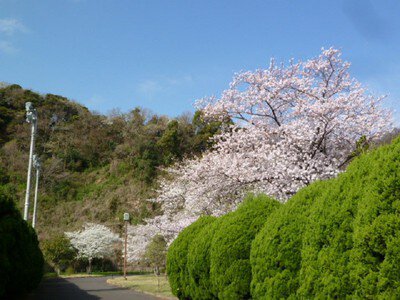 長浜公園の桜