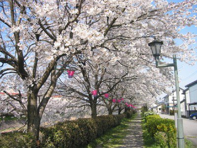 下条川千本桜の桜