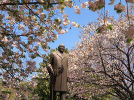 吉田茂銅像の周りにも桜が植えられている