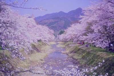 倉町野桜(丹波少年自然の家)の桜