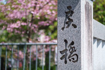 晴明神社の桜
