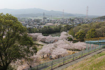 岡岳公園の桜