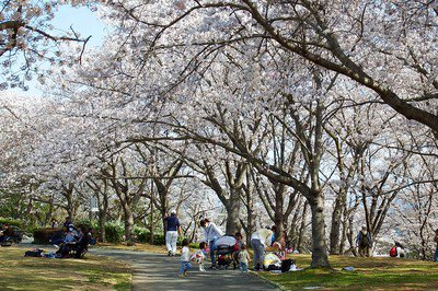 播磨中央公園 桜の園の桜