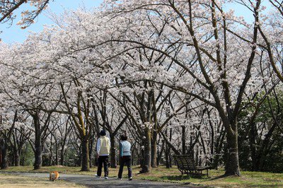播磨中央公園 桜の園の桜