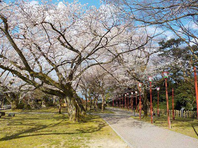 小丸山城址公園の桜
