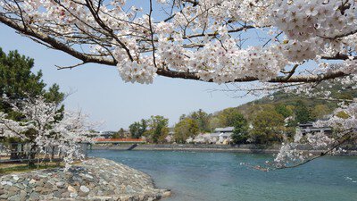 宇治橋上流の桜