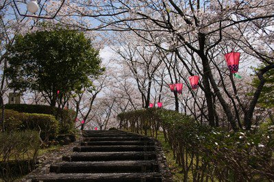 為松公園の桜
